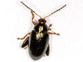 Psylliodes chrysocephala